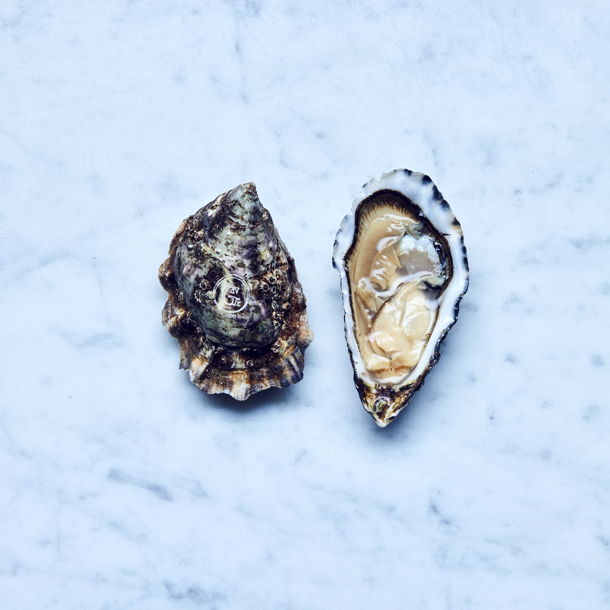 Eine geöffnete frische Gilleardeu Auster auf einer Marmoroberfläche. Gillardeau austern kaufen.