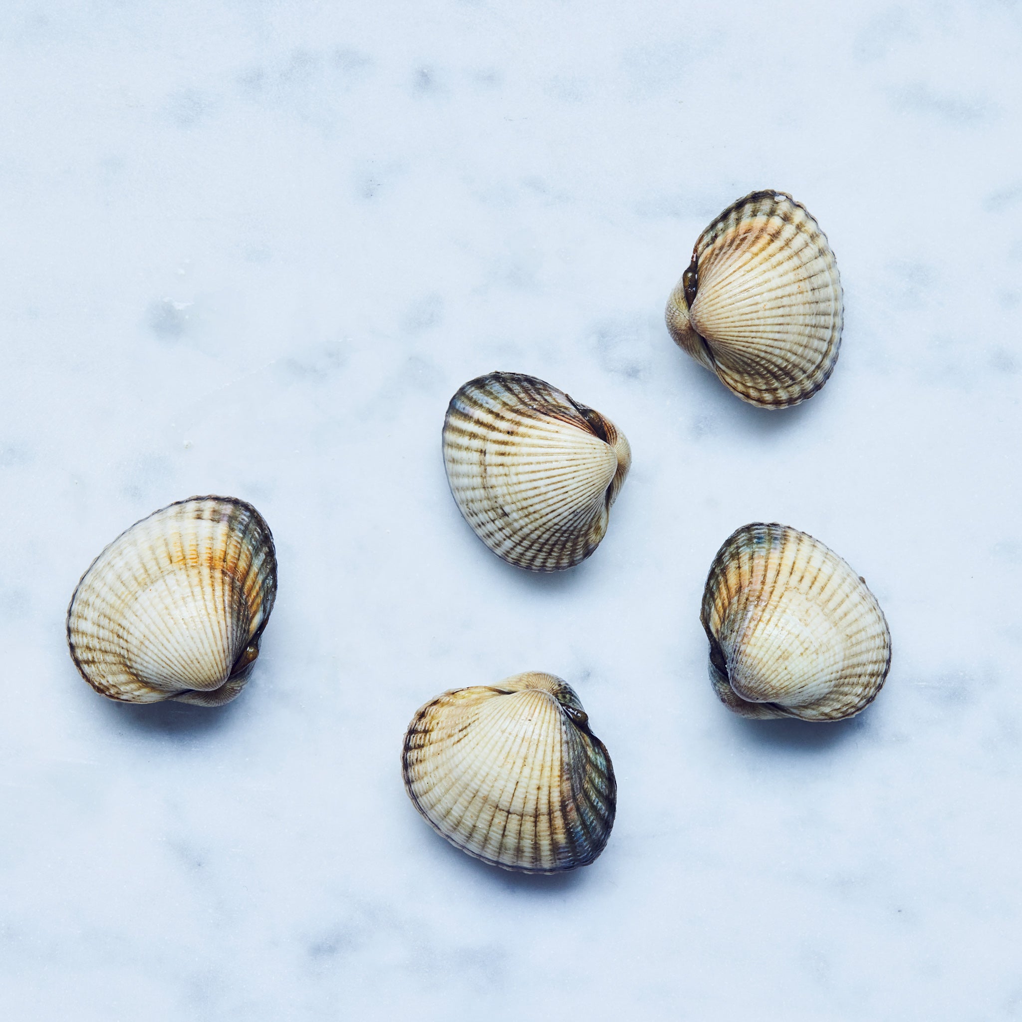 Herzmuscheln kaufen. Fünf frische Herzmuscheln, ungeöffnet, auf einer weißen Marmorplatte.