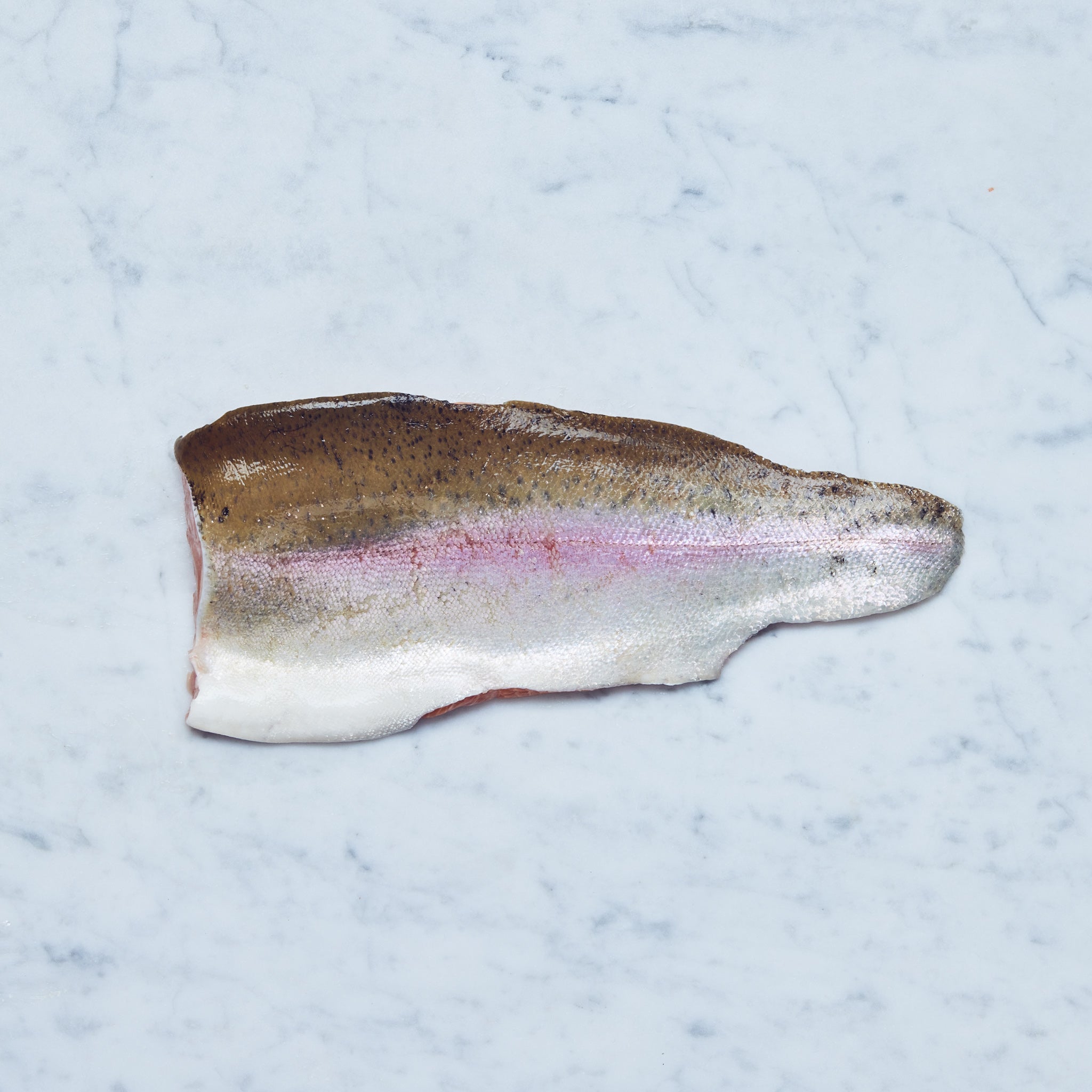 Ein Bio-Lachsforellen-Filet mit Haut auf einer Marmoroberfläche, von Frisch Gefischt.