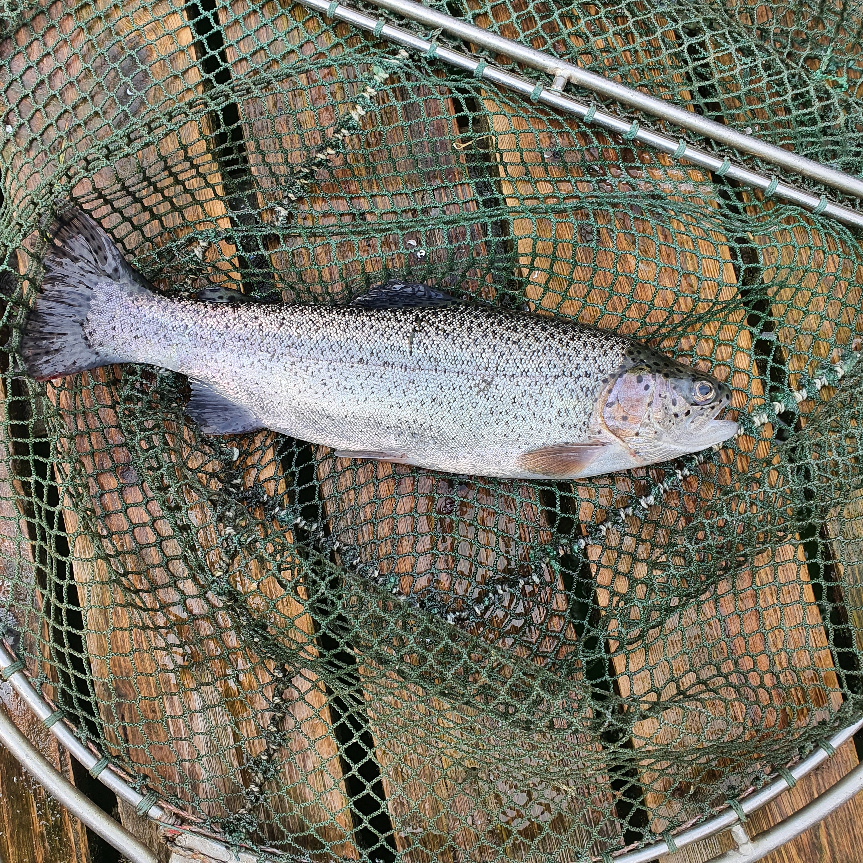 Eine Bio-Regenbogenforelle, frisch aus der Aquakultur, auf einem grünen Netz.