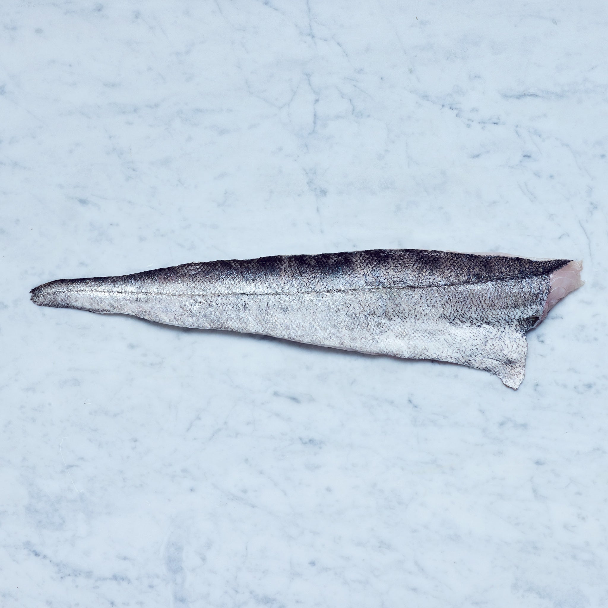 Ein frisches Seehecht-Filet mit Haut auf einer Marmoroberfläche, von Frisch Gefischt.
