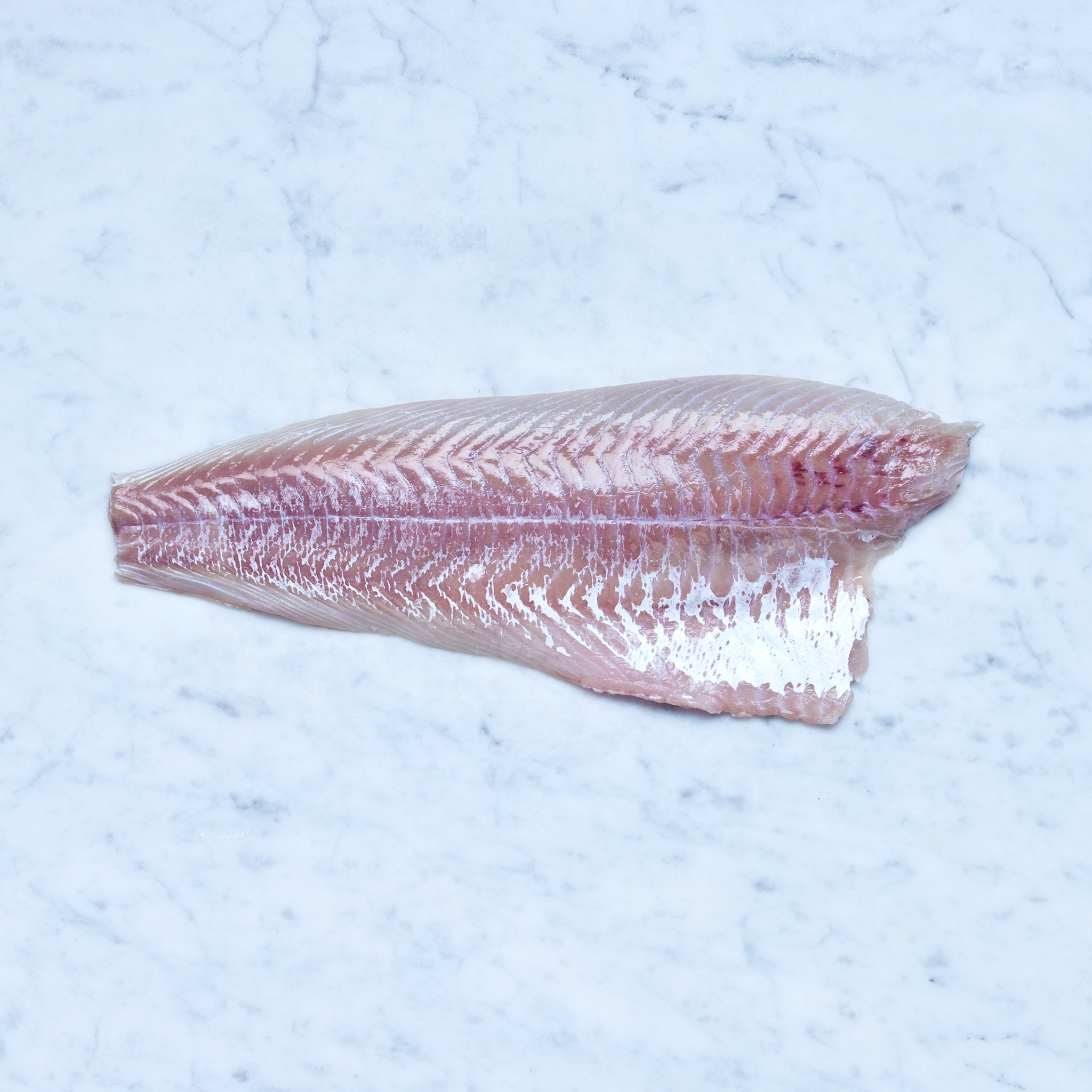 Ein frisches Seelachs-Filet auf einer Marmoroberfläche, von Frisch Gefischt.
