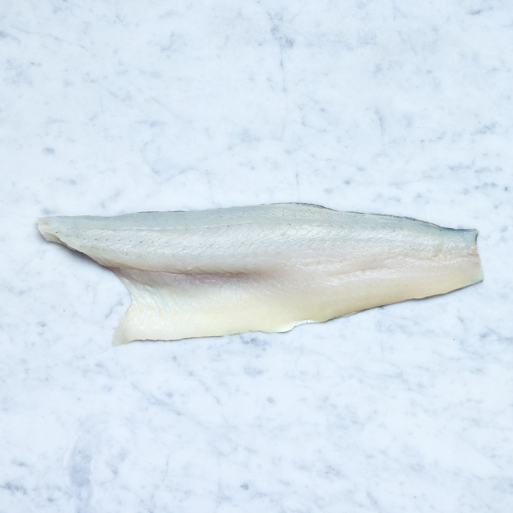 Ein frisches Zander-Filet mit Haut auf einer Marmoroberfläche, von Frisch Gefischt.