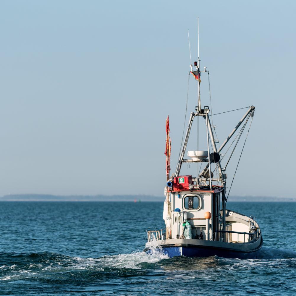 Die Fischkiste
