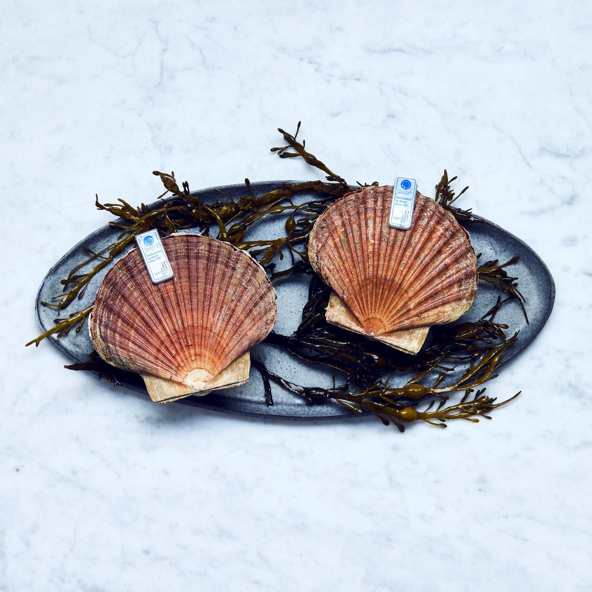 Zwei frische Jakobsmuscheln mit Algen auf einem Teller, von Frisch Gefischt.
