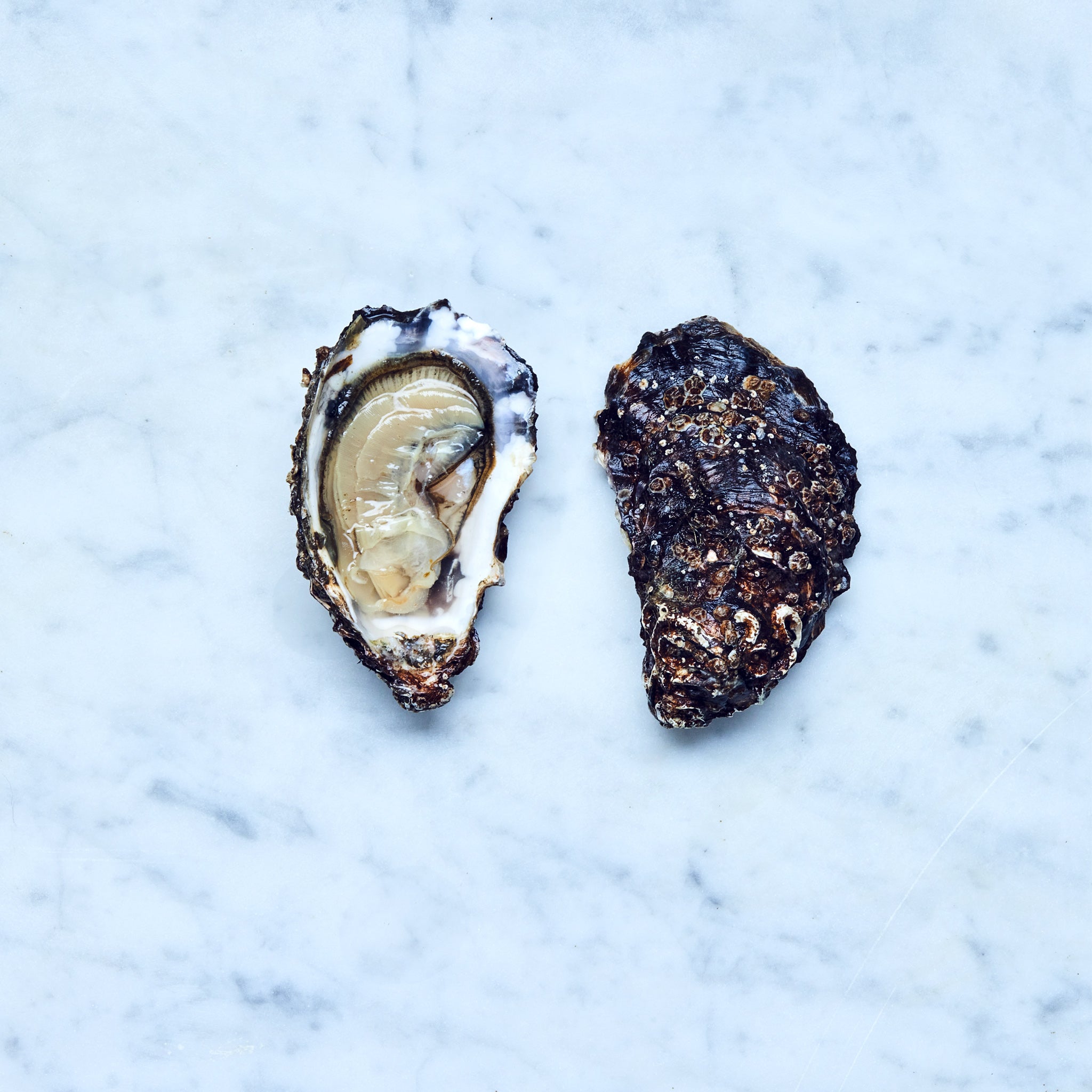 Eine geöffnete frische Sylter Royal Auster auf einer Marmoroberfläche.